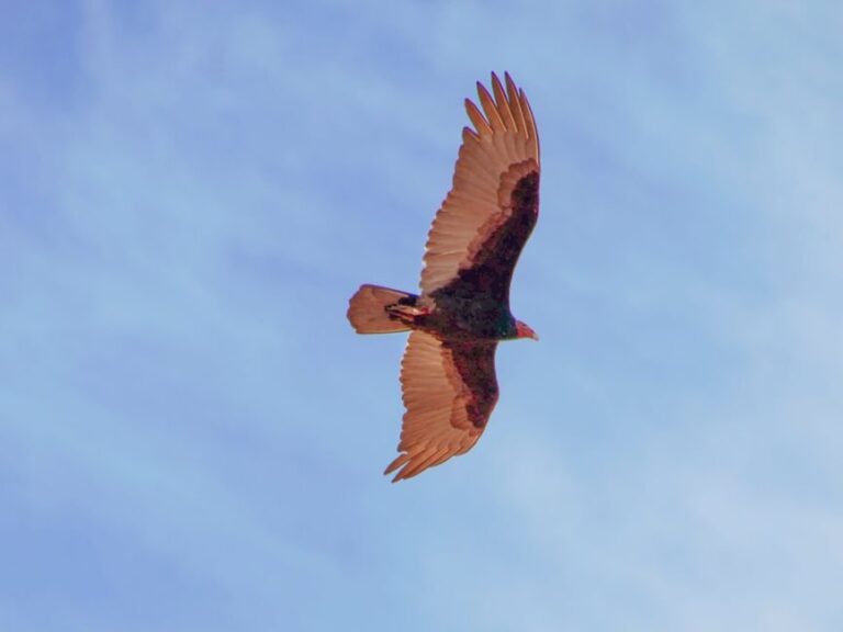 Michigan’s Sky Show: Vulture Soars Through Rare Celestial Rainbow