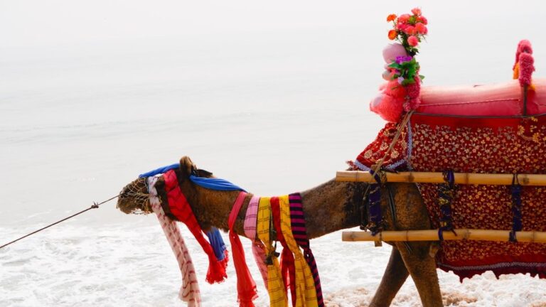 Why Dakhla Might Be the Coolest Place on Earth (Literally)