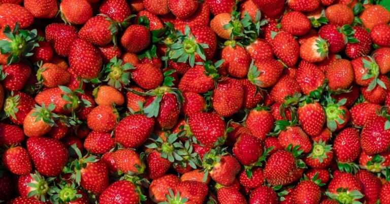 India’s Strawberry Revolution: Can It Break Free from US and EU Seeds?