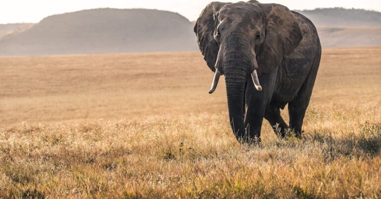 14 Elephants Dead in Southern Kenya: A Mystery That Demands Answers